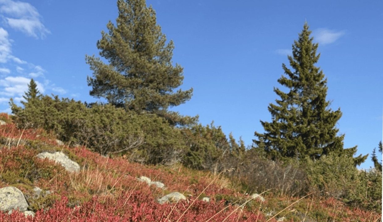 image 2 1